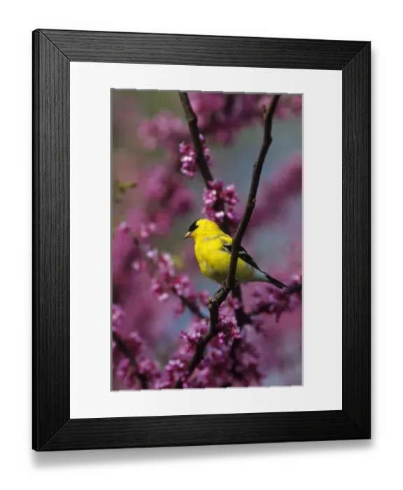 Framed Print : American Goldfinch (Carduelis tristis) male in Redbud tree (Cercis canadensis), Marion Co
