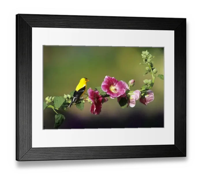Framed Print : American Goldfinch (Carduelis tristis) male on Hollyhock (Alcea rosea) Marion Co. IL Framed Print : American Goldfinch (Carduelis tristis) male on Hollyhock (Alcea rosea) Marion Co. IL