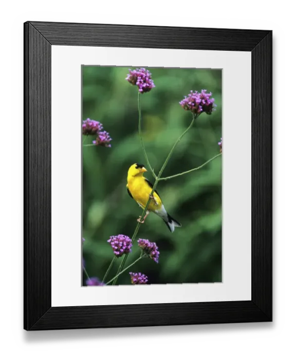 Framed Print : American Goldfinch (Carduelis tristis) male on Brazilian Verbena (Verbena bonariensis) in garden Framed Print : American Goldfinch (Carduelis tristis) male on Brazilian Verbena (Verbena bonariensis) in garden