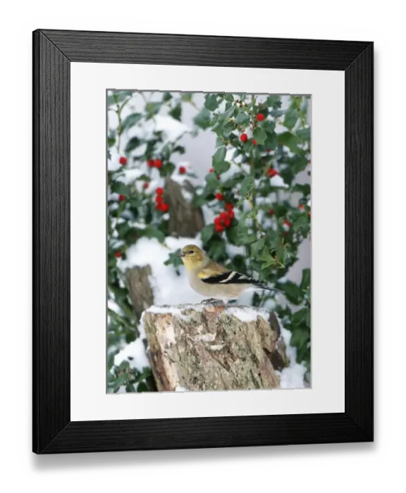 Framed Print : American Goldfinch (Carduelis tristis) on stump near China Holly (Ilex cornuta) in winter Framed Print : American Goldfinch (Carduelis tristis) on stump near China Holly (Ilex cornuta) in winter