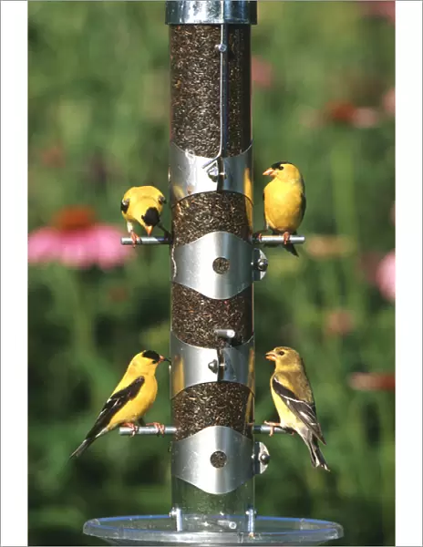 American Goldfinches (Carduelis tristis) males and female on nyjer  /  thistle tube feeder, Marion Co