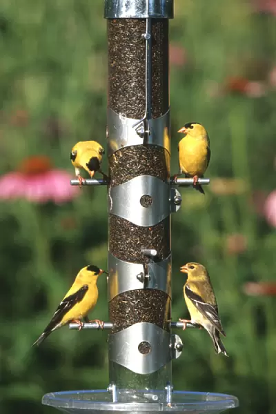 American Goldfinches (Carduelis tristis) males and female on nyjer  /  thistle tube feeder, Marion Co