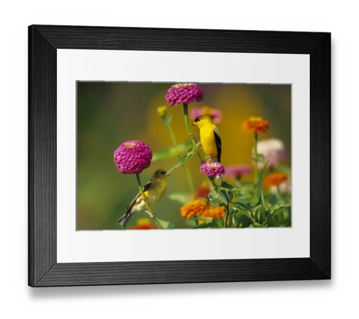 Framed Print : American Goldfinches (Carduelis tristis) male & female on Zinnias in garden, Marion Co Framed Print : American Goldfinches (Carduelis tristis) male & female on Zinnias in garden, Marion Co