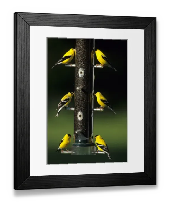 Framed Print : American Goldfinches (Carduelis tristis) males on thistle feeder, Marion Co. IL Framed Print : American Goldfinches (Carduelis tristis) males on thistle feeder, Marion Co. IL