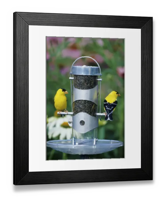 Framed Print : American Goldfinches (Carduelis tristis) males on nyjer tube feeder near flower garden Framed Print : American Goldfinches (Carduelis tristis) males on nyjer tube feeder near flower garden