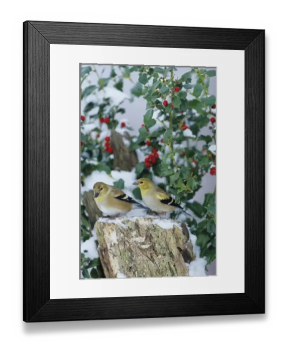 Framed Print : American Goldfinches (Carduelis tristis) on stump near China Holly (Ilex cornuta) in winter Framed Print : American Goldfinches (Carduelis tristis) on stump near China Holly (Ilex cornuta) in winter