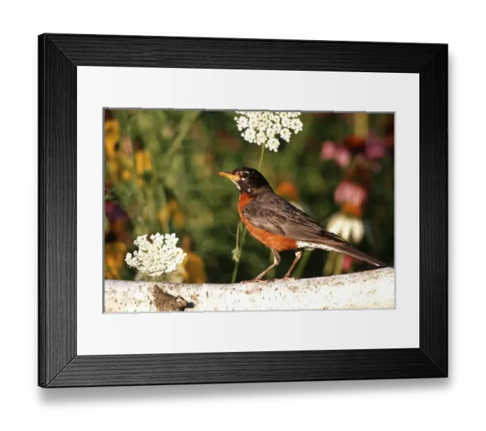 Framed Print : American Robin (Turdis migratorius) on birch fence near flower garden, Marion Co. IL Framed Print : American Robin (Turdis migratorius) on birch fence near flower garden, Marion Co. IL