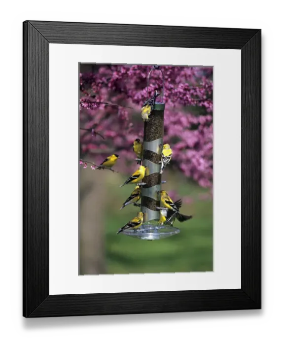 Framed Print : American Goldfinches (Carduelis tristis) on nyjer / thistle tube feeder in Redbud tree, Marion Co Framed Print : American Goldfinches (Carduelis tristis) on nyjer / thistle tube feeder in Redbud tree, Marion Co