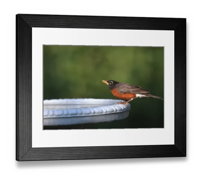 Framed Print : American Robin (Turdus migratorius) at bird bath Marion Co. IL Framed Print : American Robin (Turdus migratorius) at bird bath Marion Co. IL