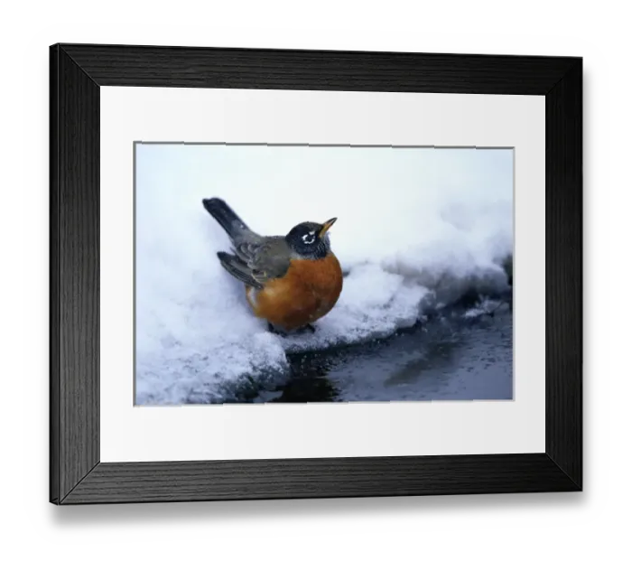 Framed Print : American Robin (Turdus migratorius) at bird bath  /  water in winter, Marion Co. IL