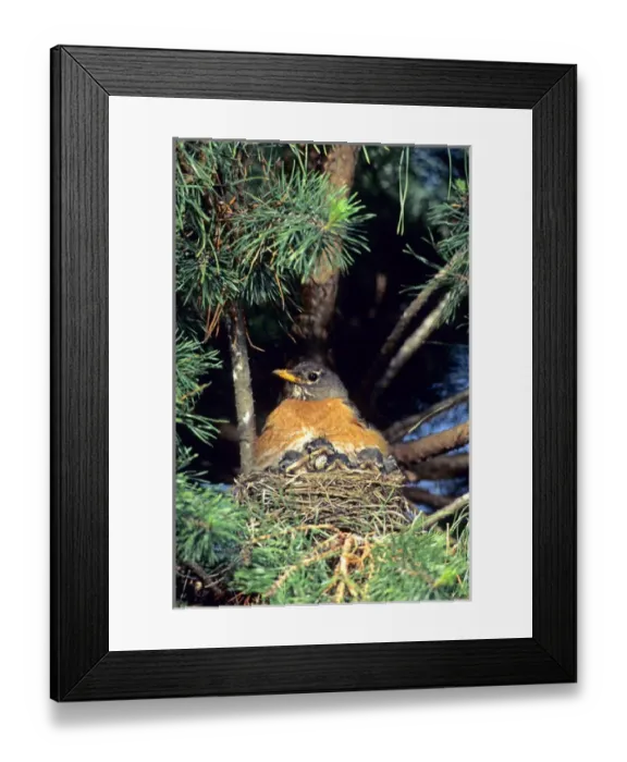 Framed Print : American Robin (Turdus migratorius) brooding nestlings in white pine tree. Marion Co