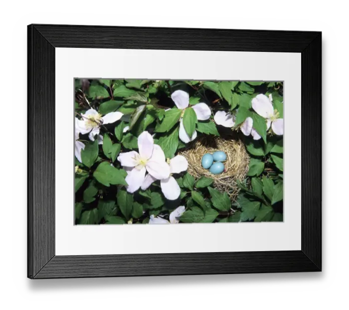 Framed Print : American Robin (Turdus migratorius) nest with 3 eggs in Pink Perfection Clematis Framed Print : American Robin (Turdus migratorius) nest with 3 eggs in Pink Perfection Clematis