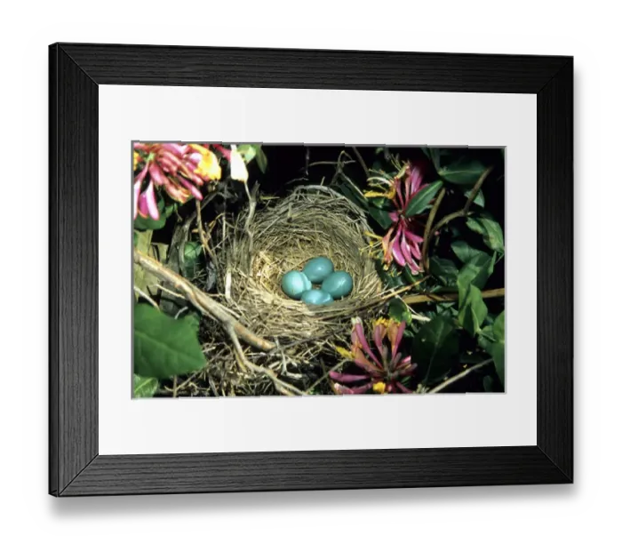 Framed Print : American Robin (Turdus migratorius) nest with four eggs in Gold Flame Honeysuckle Framed Print : American Robin (Turdus migratorius) nest with four eggs in Gold Flame Honeysuckle