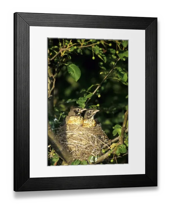 Framed Print : American Robin (Turdus migratorius) two nestlings in nest, Marion Co. IL
