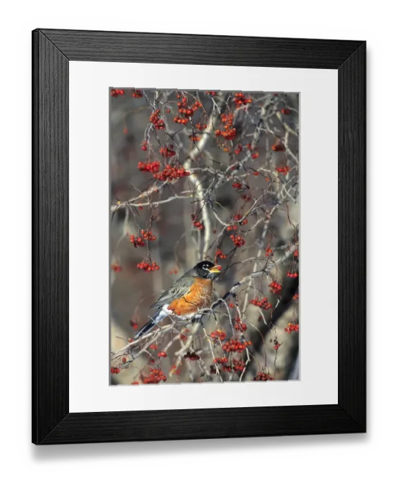 Framed Print : American Robin (Turdus migratorius) eating hawthorn berry, Sangamon Co. IL Framed Print : American Robin (Turdus migratorius) eating hawthorn berry, Sangamon Co. IL