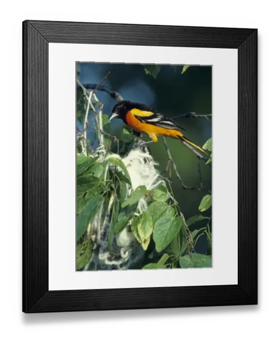 Framed Print : Baltimore Oriole (Icterus galbula) male at nest, IL Framed Print : Baltimore Oriole (Icterus galbula) male at nest, IL