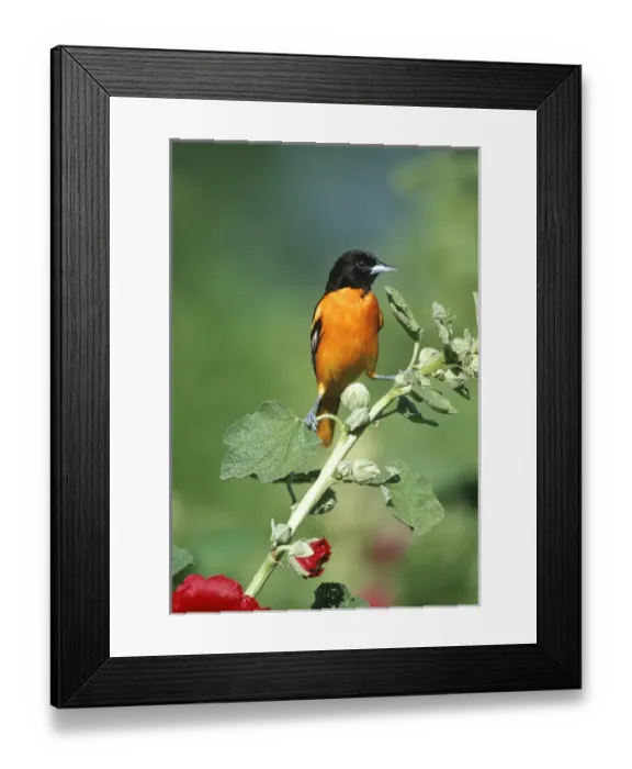 Framed Print : Baltimore Oriole (Icterus galbula) male on Hollyhock (Alcea rosea), Marion Co. IL Framed Print : Baltimore Oriole (Icterus galbula) male on Hollyhock (Alcea rosea), Marion Co. IL