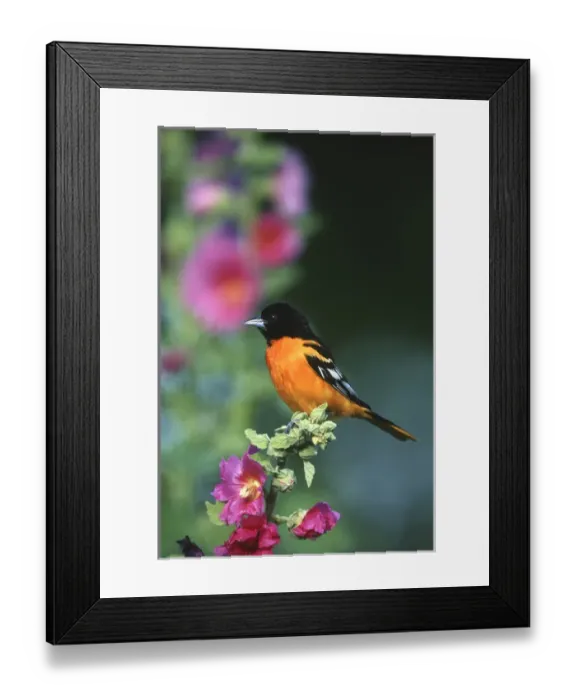Framed Print : Baltimore Oriole (Icterus galbula) male on Hollyhock (Alcea rosea), Marion Co. IL