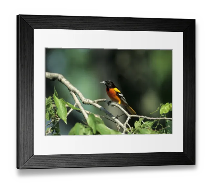 Framed Print : Baltimore Oriole (Icterus galbula) male perched in a tree, IL Framed Print : Baltimore Oriole (Icterus galbula) male perched in a tree, IL