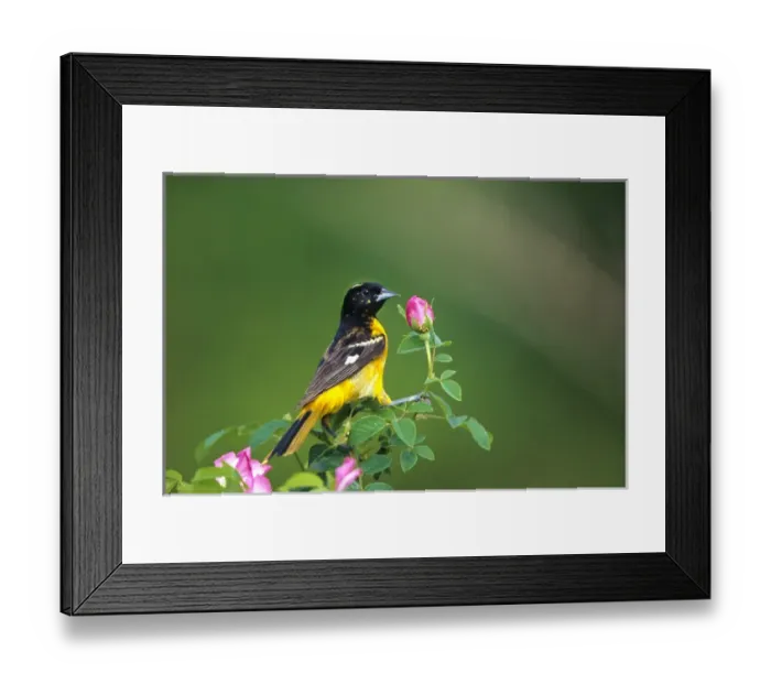 Framed Print : Baltimore Oriole (Icterus galbula) male on pink rose bush, Marion Co. IL