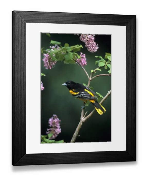 Framed Print : Baltimore Oriole (Icterus galbula) male on lilac bush, Marion Co, IL Framed Print : Baltimore Oriole (Icterus galbula) male on lilac bush, Marion Co, IL