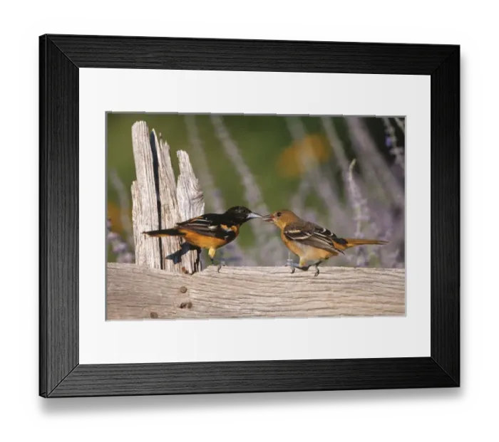 Framed Print : Baltimore Orioles (Icterus galbula) male feeding fledgling on fence near flower garden, Marion Co Framed Print : Baltimore Orioles (Icterus galbula) male feeding fledgling on fence near flower garden, Marion Co