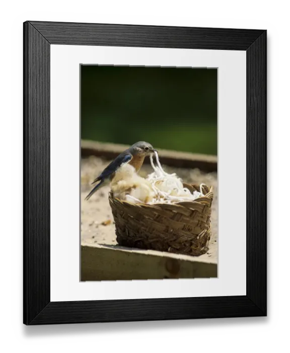 Framed Print : Eastern Bluebird (Sialia sialis) female gathering nesting material, IL Framed Print : Eastern Bluebird (Sialia sialis) female gathering nesting material, IL
