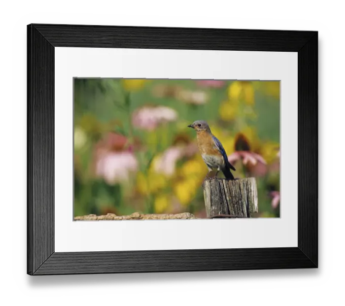 Framed Print : Eastern Bluebird (Sialia sialis) female on fence post near flower garden, Marion Co. IL Framed Print : Eastern Bluebird (Sialia sialis) female on fence post near flower garden, Marion Co. IL