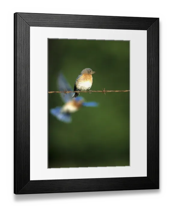 Framed Print : Eastern Bluebird (Sialia sialis) female on fence, male flying in background IL
