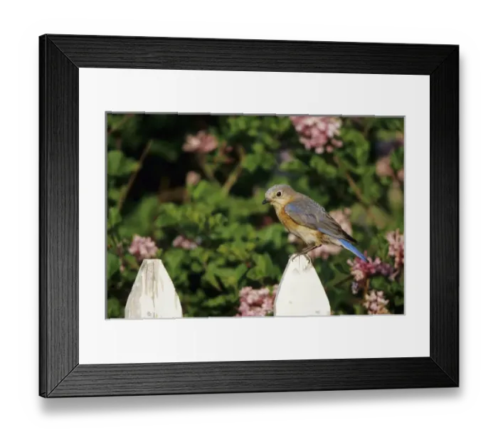 Framed Print : Eastern Bluebird (Sialia sialis) female on picket fence near Dwarf Korean Lilac Framed Print : Eastern Bluebird (Sialia sialis) female on picket fence near Dwarf Korean Lilac