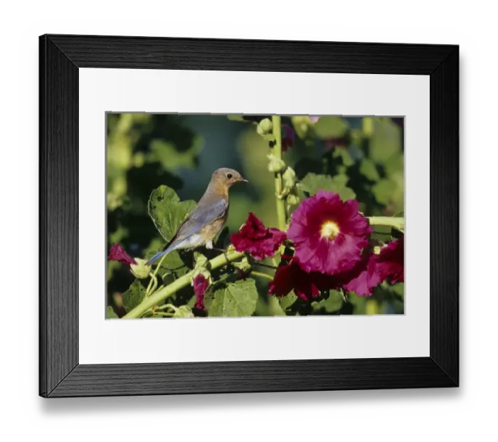 Framed Print : Eastern Bluebird (Sialia sialis) female on Hollyhock (Alcea rosea), Marion Co. IL