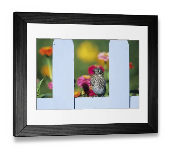 Framed Print : Eastern Bluebird (Sialia sialis) fledgling on picket fence near flower garden, Marion Co