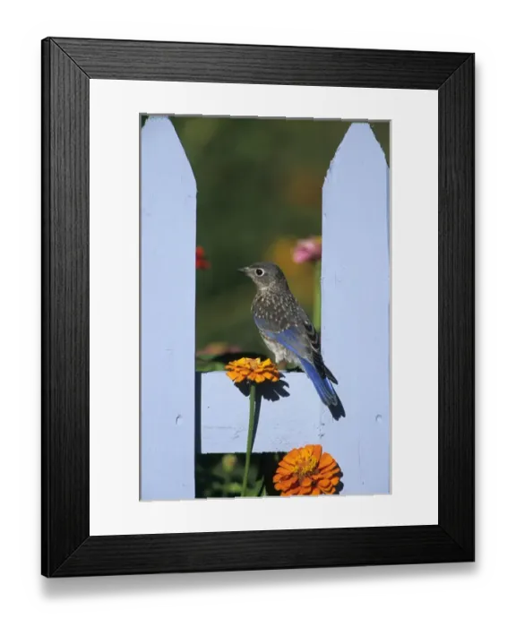 Framed Print : Eastern Bluebird (Sialia sialis) fledgling on picket fence near flower garden, Marion Co Framed Print : Eastern Bluebird (Sialia sialis) fledgling on picket fence near flower garden, Marion Co