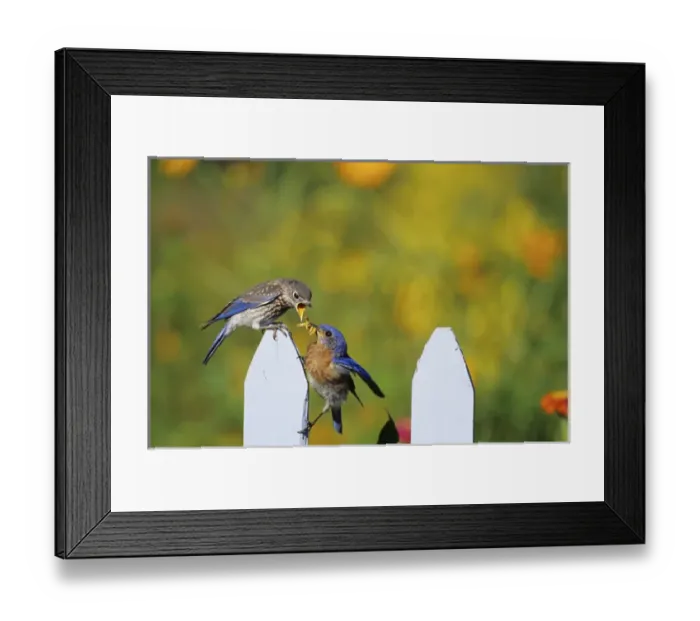 Framed Print : Eastern Bluebird (Sialia sialis) male feeding fledgling on picket fence near flower garden
