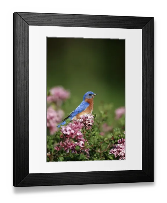 Framed Print : Eastern Bluebird (Sialia sialis) male in Dwarf Korean Lilac (Syringa meyeri Palibin )