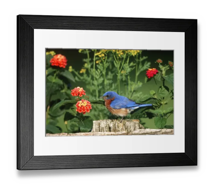 Framed Print : Eastern Bluebird (Sialia sialis) male on wooden fence near garden - Lantana & Rue, Marion Co Framed Print : Eastern Bluebird (Sialia sialis) male on wooden fence near garden - Lantana & Rue, Marion Co