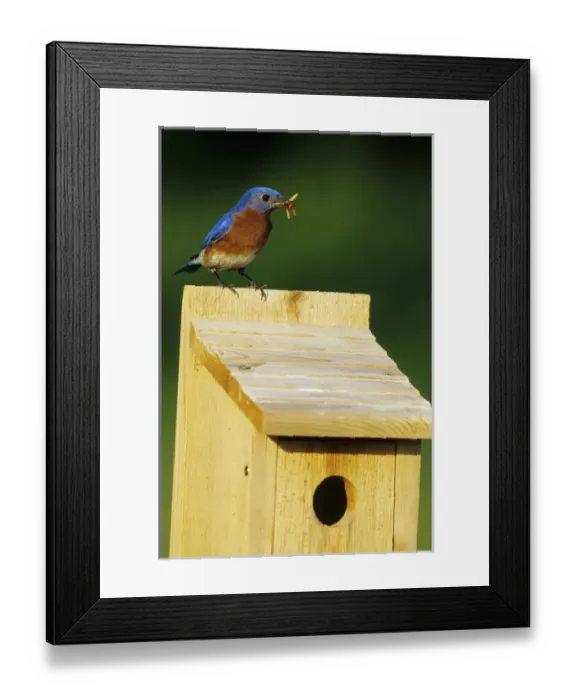Framed Print : Eastern Bluebird (Sialia sialis) male with mealworms at nestbox Marion Co. IL Framed Print : Eastern Bluebird (Sialia sialis) male with mealworms at nestbox Marion Co. IL
