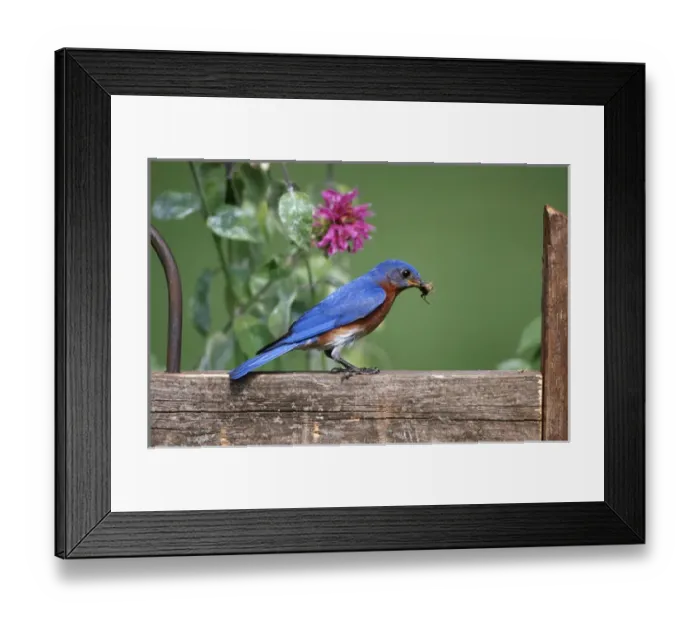 Framed Print : Eastern Bluebird (Sialia sialis) male with grasshopper on fence near Bee Balm (Monarda sp