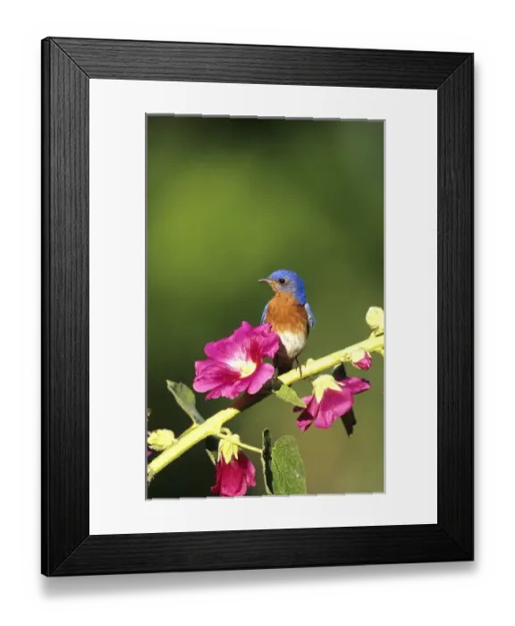 Framed Print : Eastern Bluebird (Sialia sialis) male on Hollyhock (Alcea rosea), Marion Co. IL Framed Print : Eastern Bluebird (Sialia sialis) male on Hollyhock (Alcea rosea), Marion Co. IL