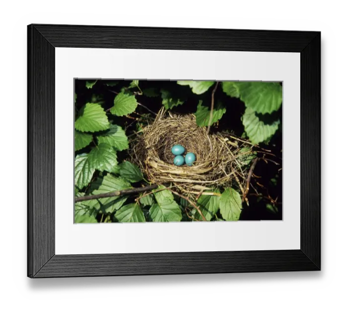 Framed Print : Gray Catbird (Dumetella carolinensis) nest with 3 eggs in Arrowwood Viburnum (Viburnum dentatum)