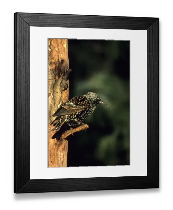 Framed Print : European Starling (Sturnus vulgaris), Marion Co. IL Framed Print : European Starling (Sturnus vulgaris), Marion Co. IL