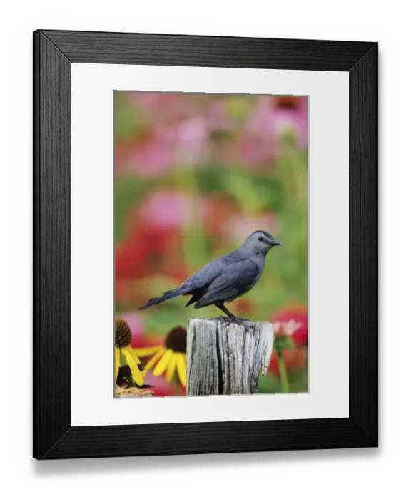 Framed Print : Gray Catbird (Dumetella carolinensis) on fence post near flower garden, Marion Co. IL Framed Print : Gray Catbird (Dumetella carolinensis) on fence post near flower garden, Marion Co. IL