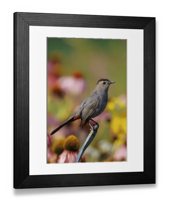 Framed Print : Gray Catbird (Dumetella carolinensis) in flower garden, Marion Co. IL Framed Print : Gray Catbird (Dumetella carolinensis) in flower garden, Marion Co. IL
