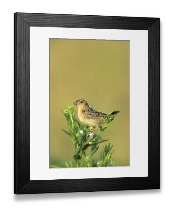 Framed Print : Grasshopper Sparrow (Ammodramus savannarum) with food, Prairie Ridge SNA, IL Framed Print : Grasshopper Sparrow (Ammodramus savannarum) with food, Prairie Ridge SNA, IL