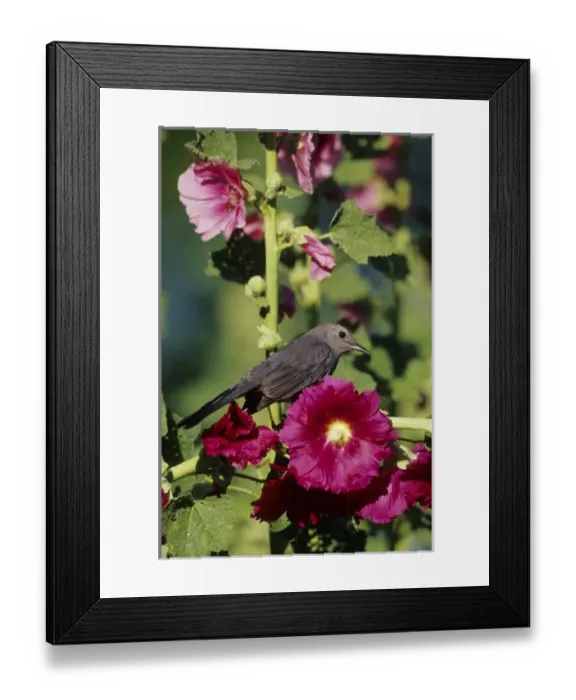 Framed Print : Gray Catbird (Dumetella carolinensis) on Hollyhock (Alcea rosea), Marion Co. IL