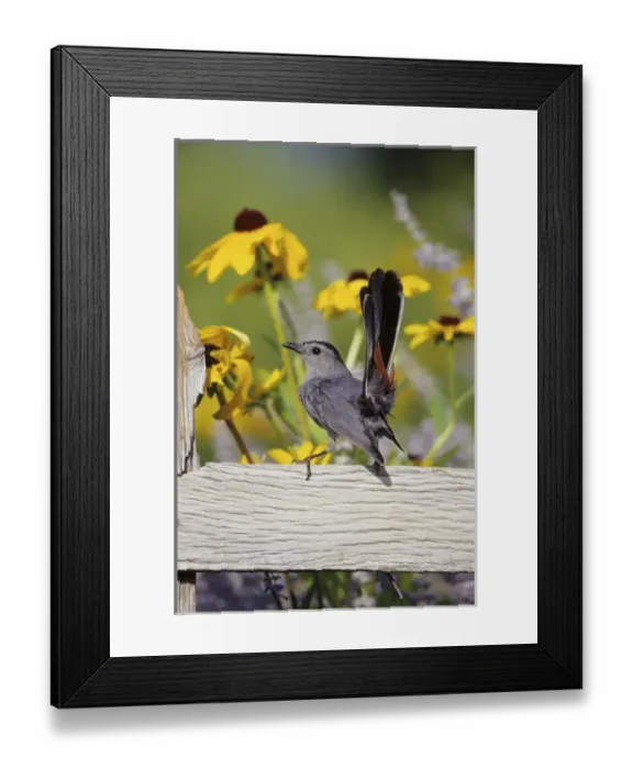 Framed Print : Gray Catbird (Dumetella carolinensis) on wooden fence near Black-eyed Susans (Rudbeckia Framed Print : Gray Catbird (Dumetella carolinensis) on wooden fence near Black-eyed Susans (Rudbeckia