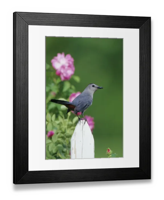 Framed Print : Gray Catbird (Dumetella carolinensis) on picket fence near pink rose bush, Marion Co. IL