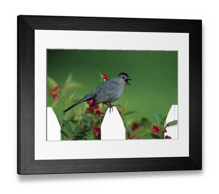 Framed Print : Gray Catbird (Dumetella carolinensis) singing on picket fence near Red Prince Weigela Framed Print : Gray Catbird (Dumetella carolinensis) singing on picket fence near Red Prince Weigela