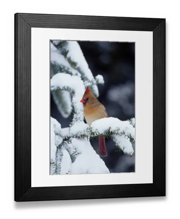 Framed Print : Northern Cardinal (Cardinalis cardinalis) female in Fir tree in winter, Marion Co. IL Framed Print : Northern Cardinal (Cardinalis cardinalis) female in Fir tree in winter, Marion Co. IL