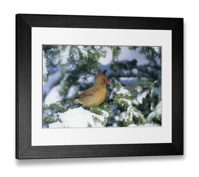 Framed Print : Northern Cardinal (Cardinalis cardinalis) female, Marion Co. IL